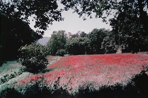 Image description is not available for 1997.009